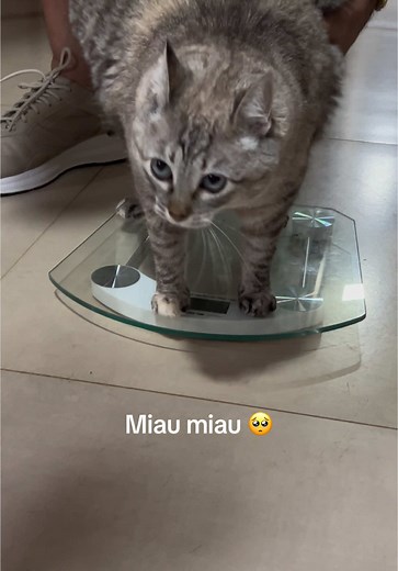 Miau Miau: Memes e Gato na Performance de Billie Eilish