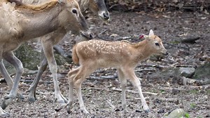 15K views · 999 reactions | In case you missed it, we have four Père David’s deer fawns at the zoo! They’re extinct in the wild, so this is a big win for the Species Survival Plan. Watch the video and then come visit! | Bronx Zoo | Facebook