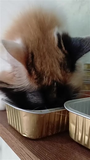 Su desayunito de cumpleaños #happybirthday #kitsune #cutestcat #catsontiktok #catmama