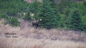 You've all been waiting for this one. Most of you will most likely watch the video before you read this, I get it. But I really suggest you go back and read this story ...then watch the movie again. THIS IS A WAR. We've seen quite a few bull fights but this one is epic!!!! Turn up the volume. We had a VERY tough time filming this. The wind was howling, so bad it was hard to hold the cameras steady. The bulls were covering some ground quickly, it was a blast trying ot keep up with them. I set the