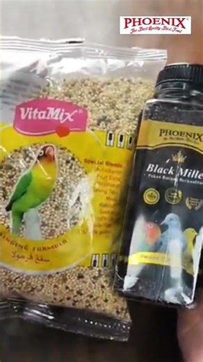 Lovebird susah birahi #kicaumania #shorts #adaphoenixmakingacor