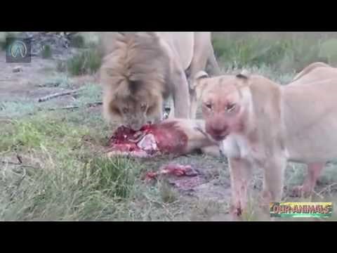 Cruel Nature: Lions eating their prey while it is still alive!