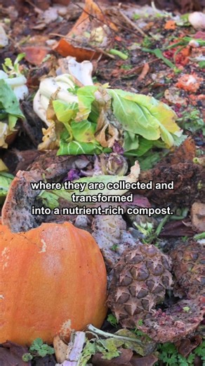 How Your Food Scraps Can Boost Soil, Cut Waste & Save Money