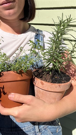 Stacey Knight on Instagram: "The season of humidity, weeds thriving and plants struggling 😅 Still learning, still trial and error, but slowly finding my rhythm in the garden. What is currently thriving in your garden in this heat? 💖 #kitchengarden #veggiegardeninspo #backyardgarden #urbanhomestead #sahm"