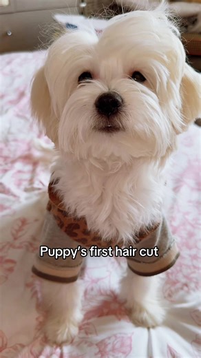 Get Ready for Bob Season: Dog Grooming Tips