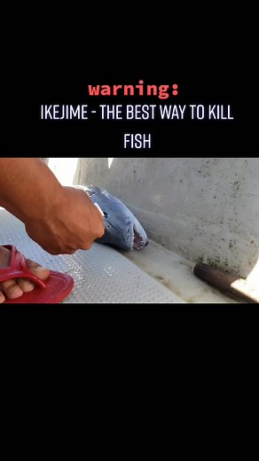 Japanese Ikejime Technique for Humane Fish Killing