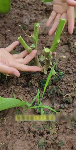 কৃষকরা কেন সুস্থ বেগুন গাছ কাটে! Farmers Life