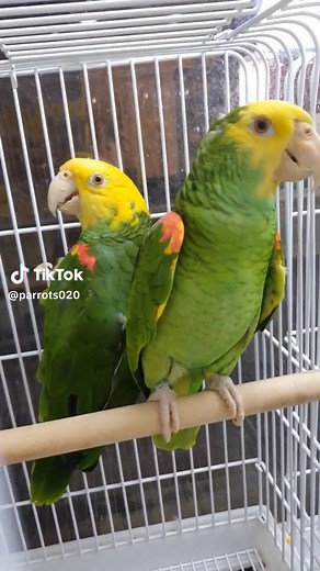 world of parrots on TikTok