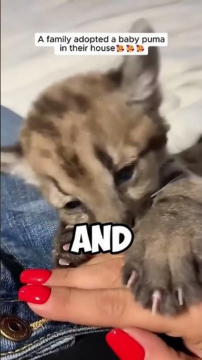 Family Adopts Baby Puma