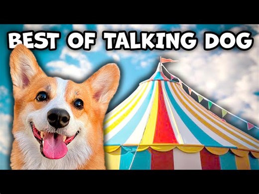 Best Talking Dog Videos (April 2024)