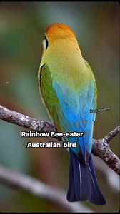 Rainbow Bee-eater Australian bird #birdsofaustralia #gameitm #disneyvacation #mexicanculture #trade #summervacation #carnivalcruise #TravelDeals #travel #RealEstateTips #australia #traveling | Hany Andrew