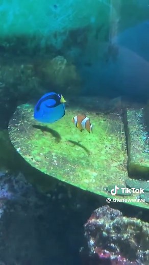 Blue Tang and Clownfish Interaction in Aquarium