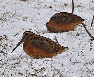 Help Spot an Elusive Harbinger of Spring at Lenape Park