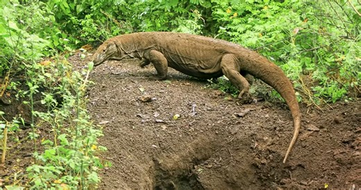 Watch what happens when a Komodo dragon’s bite keeps killing after the attack