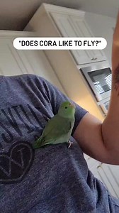 The answer is yes but base jumping is fun too 😁 #love #birds #cute #parrots #animals #jump #fall #skiydiving #basejump #freefall #funny #humor #jokes #pets | The Green Bird Brigade