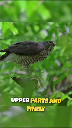 EURASIAN SPARROWHAWK Things You Need To Know!