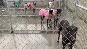 39K views · 1.7K reactions | Some of our many dogs who are looking for loving homes ❤️ | Brightside Farm Sanctuary | Facebook