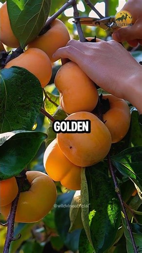Why Do These Golden Fruits Turn White? 🍂✨