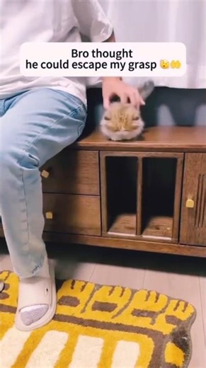 The Surprising Science Behind Why Cats Make You Happier