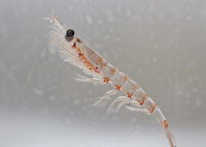 Krill Play Vital Role In Removing Carbon | Marine Science | Fish Focus