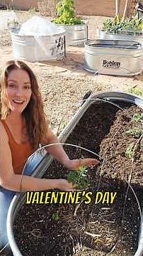 The Perfect Dwarf Tomatoes For Any Small Garden #arizonagarden
