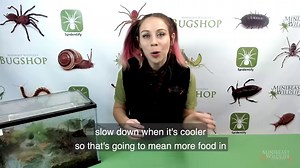 1.6K views · 55 reactions | In this episode of the Australian Tarantula Keepers Series, find out how, when and what to feed your tarantula - and learn all about the fascinating way tarantulas eat their food. We'll post the the tarantula feeding guide below  | Minibeast Wildlife | Facebook