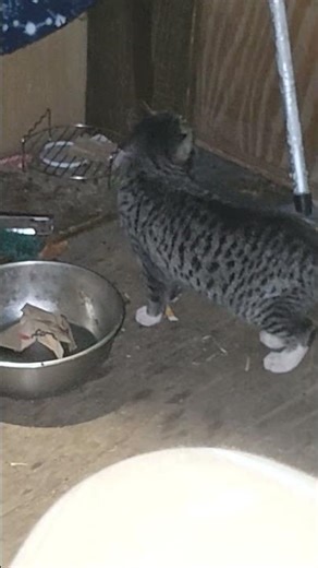 My little frozen heart