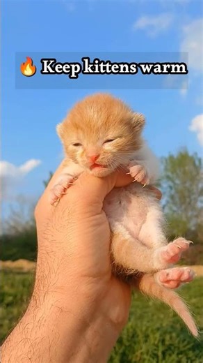 How to take care of newborn kittens...vet approved tips..cat care #kitten #catcare #newborn #shorts
