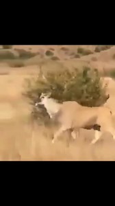 Boys getting ready tye rugby this weekend,,, goooo Springboks TIA BABY- THIS IS AFRICA🌍, HARVESTER STYLE HAPPY HARVESTING YOU GOOD THING #theharvesterfamily #animalkingdom #animallovers #animal #animals #world #worldwide #africa #funny #funnyanimals #funnyvideos #world #wild #wildanimals #wildlife #nature #harvest #harvester #harvesting #live #love #respect #outdoors #theoutdoors #outdoorlife #photography #photographylovers #wildlifephotography #blessed #theharvester LIVE IT. LOVE IT. RESPECT I