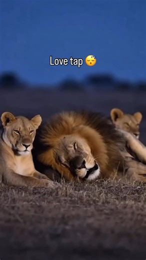 Snoring King. Gentle Queen. 🦁 👑 Tropland Universe by Josh Gottsegen 🎨 made with ai #lionking #queen #digitalart #boss #ai #snoring #funnyanimals #lions | Tropland Universe by Josh Gottsegen