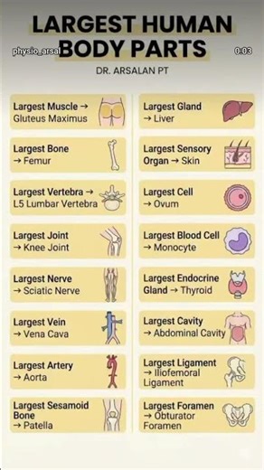 Largest Human body parts #biology
