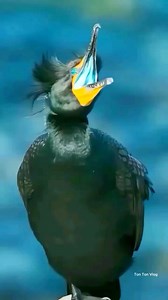 4K views · 13 reactions | Amazing bird #Amazing #bird #trendingreelsvideo | Ton Ton Vlog | Facebook