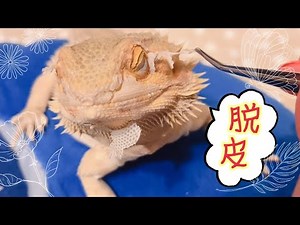 ちょ〜気持ちい！フトアゴの脱皮☆