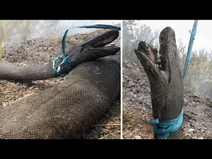 11 Giant Animals You Didn't Know Existed!