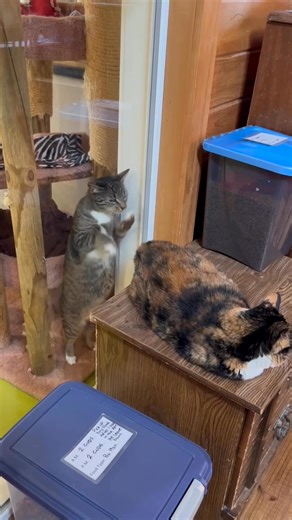 Our cats live with the same group of kitties in various designated areas of our small animal facility. Cats from different segments are always endlessly mysterious and fascinating! 😄 | Spring Farm Cares