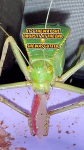 I love how this Giant hooded katydid holds her food! How adorable it that! These katydids love fruits! She’s never had grape before and as you can tell she loves it #giantkatydid #giantinsects #katydid | Jumping spider & Moth life