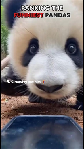 These Pandas Got "0" Survival Instincts 😭🐼#pandas #funnypanda #funnyanimals #cutepanda #cuteanimals