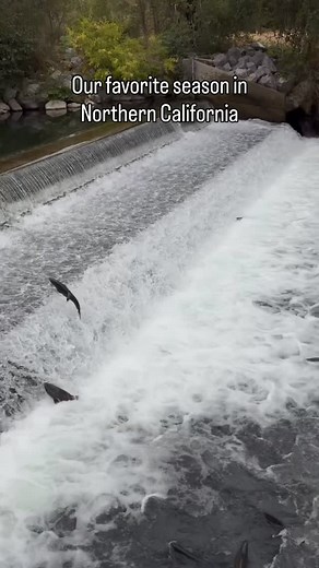 4.4K views · 215 reactions | LOVE to see the fall Chinook salmon spawning at the Coleman National Fish Hatchery. | Active NorCal | Facebook