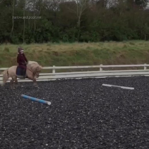 Harlow&popcorn on TikTok