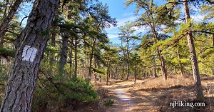 Batsto Lake Trail – Wharton State Forest | njHiking.com