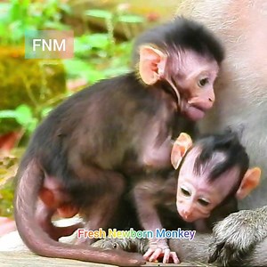 5K views · 154 reactions | First time ever to see baby Venus humping baby Destiny, Fresh Newborn Monkey 2369 | Fresh Newborn Monkey | Facebook