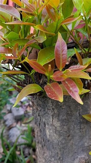Syzygium cumini | Malabar java plum | black plum, jamun | jaman #shorts #fruittrees #fyp #blackberry