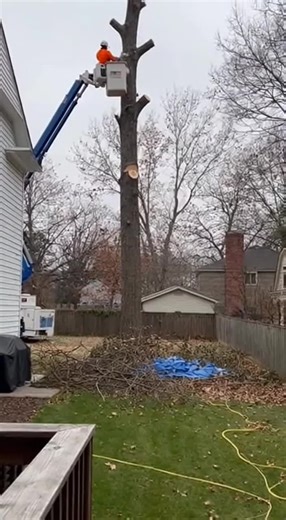 Ending🔥😯 #treecutting #viral #wood #funny #satisfying