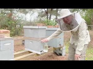 Simple Queen Cell Method