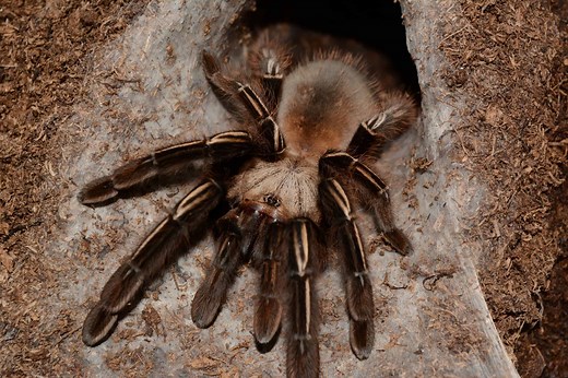 How Many Eyes Does a Tarantula Have?