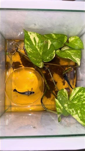 Breeding My Samurai Betta | Day 1 Update 🐠 #SamuraiBetta #BettaBreeding #BettaFish #Shorts