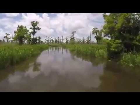 New Orleans Swamp Tour