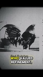 The Red Butcher is a well-recognized bloodline in the history of gamefowl breeding, admired for its rich color and strong heritage. This line traces back to breeders who valued refinement, consistency, and quality in their flocks. Its deep red plumage and solid build have made it a standout among traditional bloodlines that continue to be remembered today. Breeders often praised the Red Butcher for its balance of traits, combining both endurance and dependable characteristics that made it highly