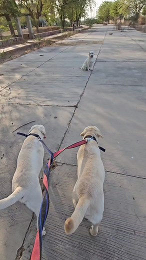 1.9M views · 48K reactions | Mom 2 Din Baad Aye,Bachho Ka Reaction..!! . . . . . . . !! Adopt Animals  Not Buy !! !! Save Animal Save Nature !! !! Animals Need People !! . . . . . . . #streetdog #labrador #dogfamily #doglife #animals #reelsfb | Praveen Vaishnav | Facebook