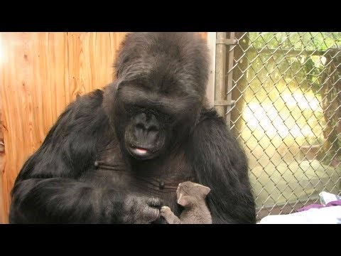 The Most Emotional Animal Story Ever – Koko the Gorilla